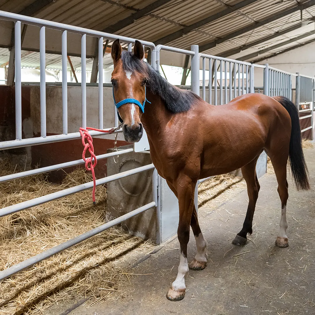 Alojamento de cavalos e adestramento para eco fisioterapia